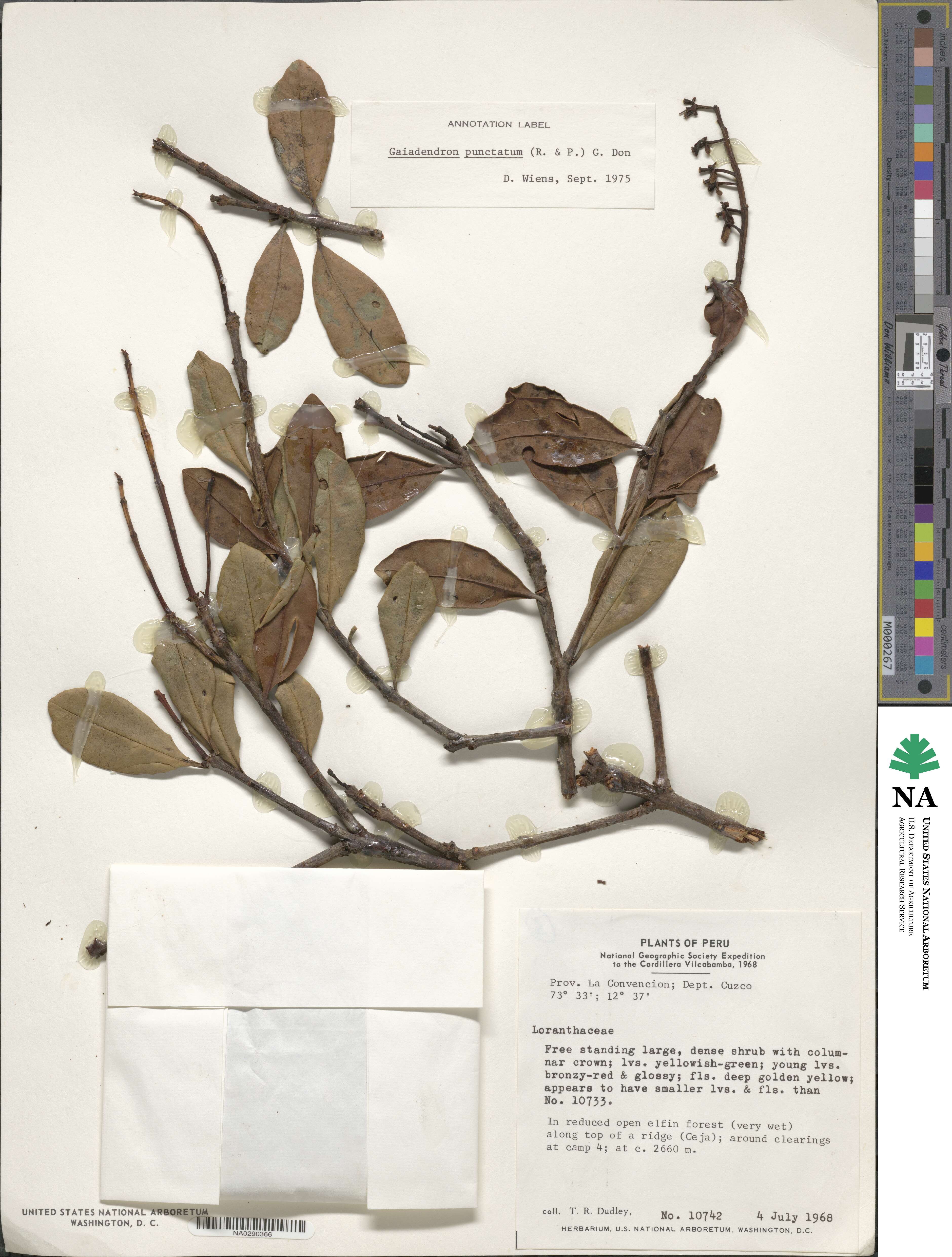 Gaiadendron punctatum image