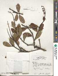 Gaiadendron punctatum image