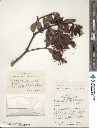 Gaiadendron punctatum image