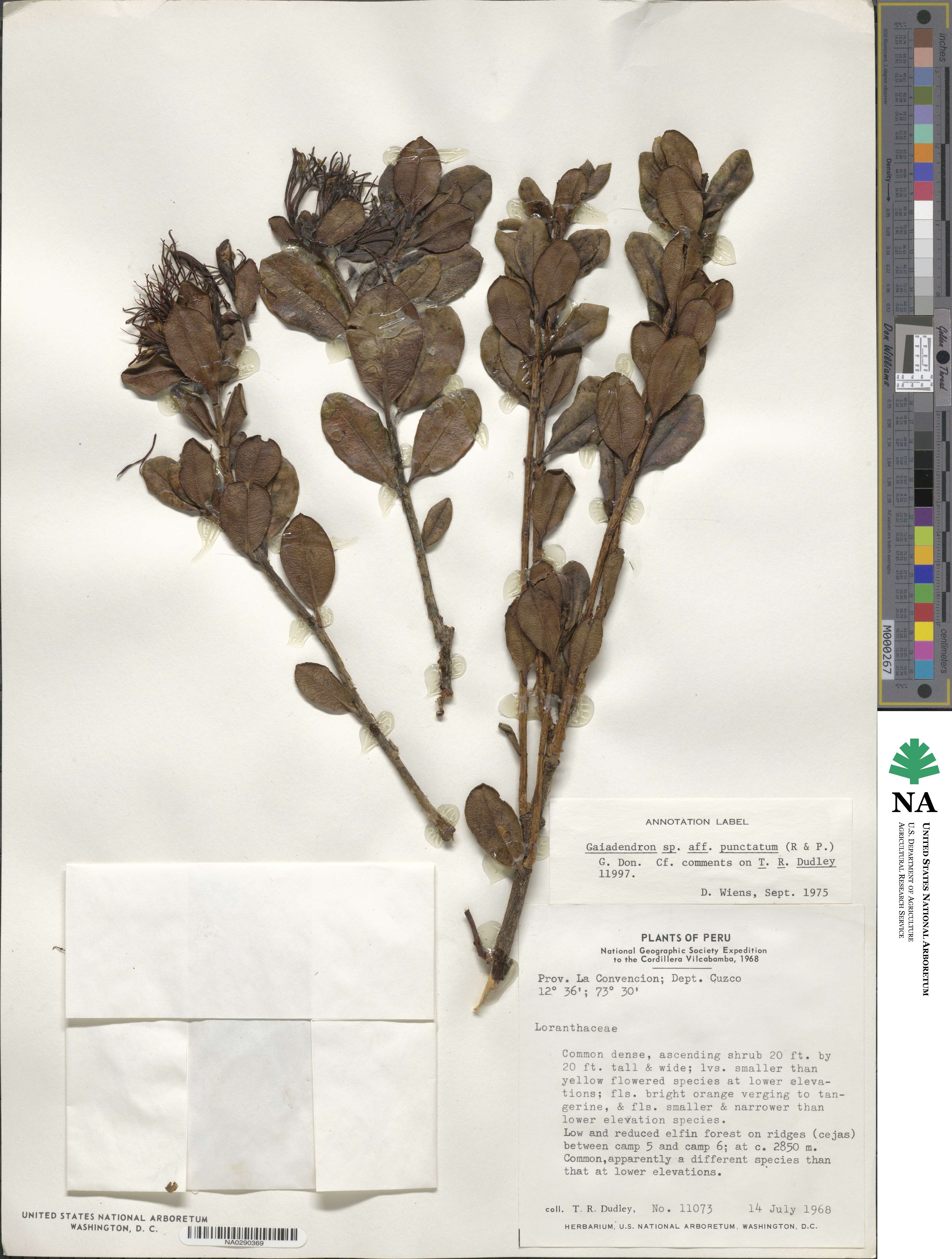 Gaiadendron punctatum image