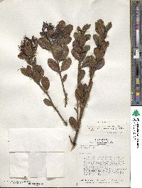 Gaiadendron punctatum image