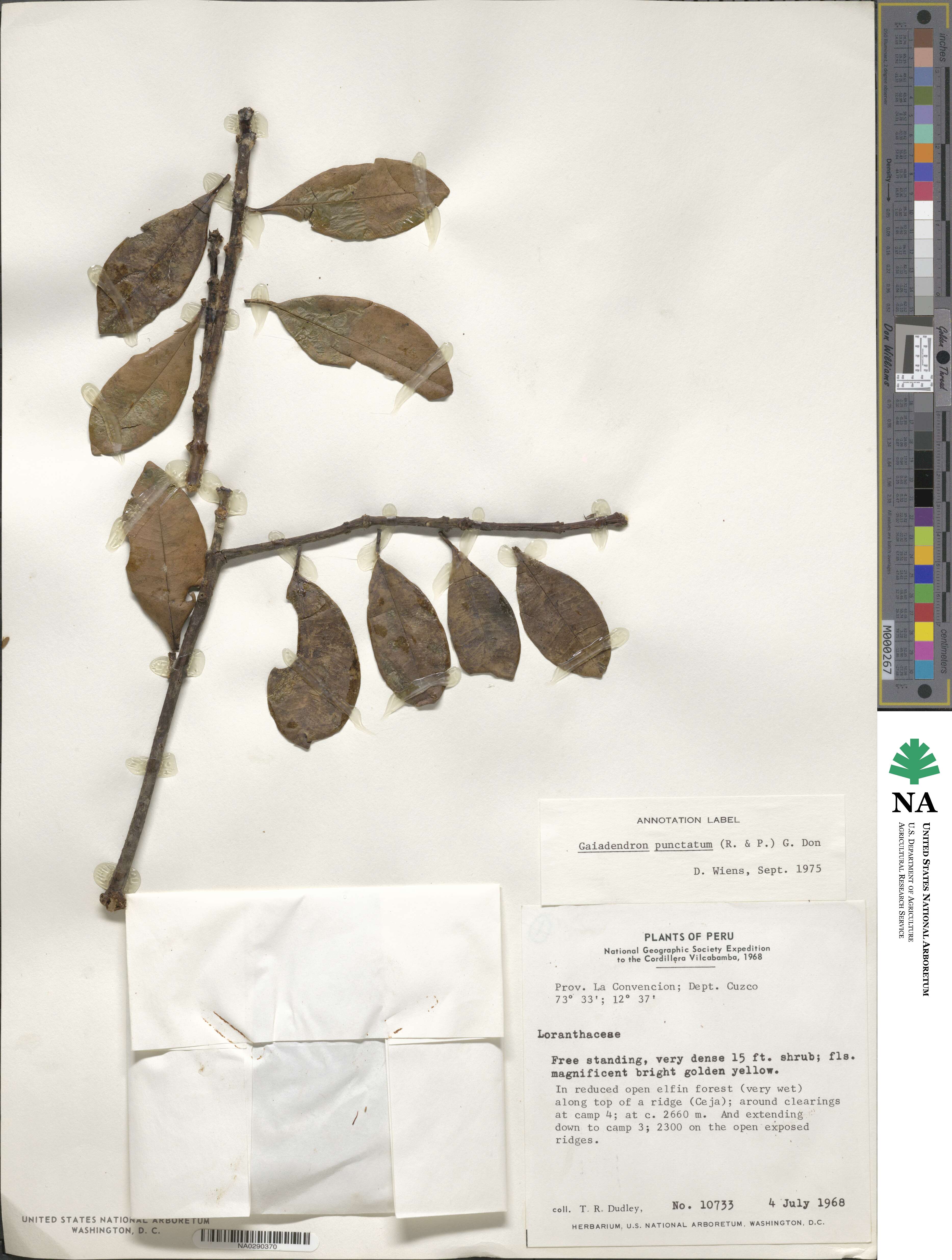 Gaiadendron punctatum image