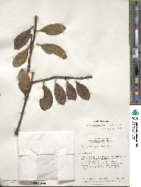 Gaiadendron punctatum image