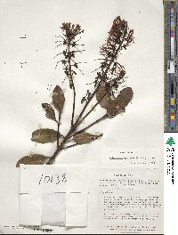 Gaiadendron punctatum image