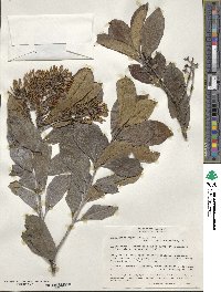 Gaiadendron punctatum image