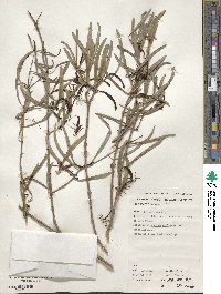 Lysiana exocarpi subsp. exocarpi image