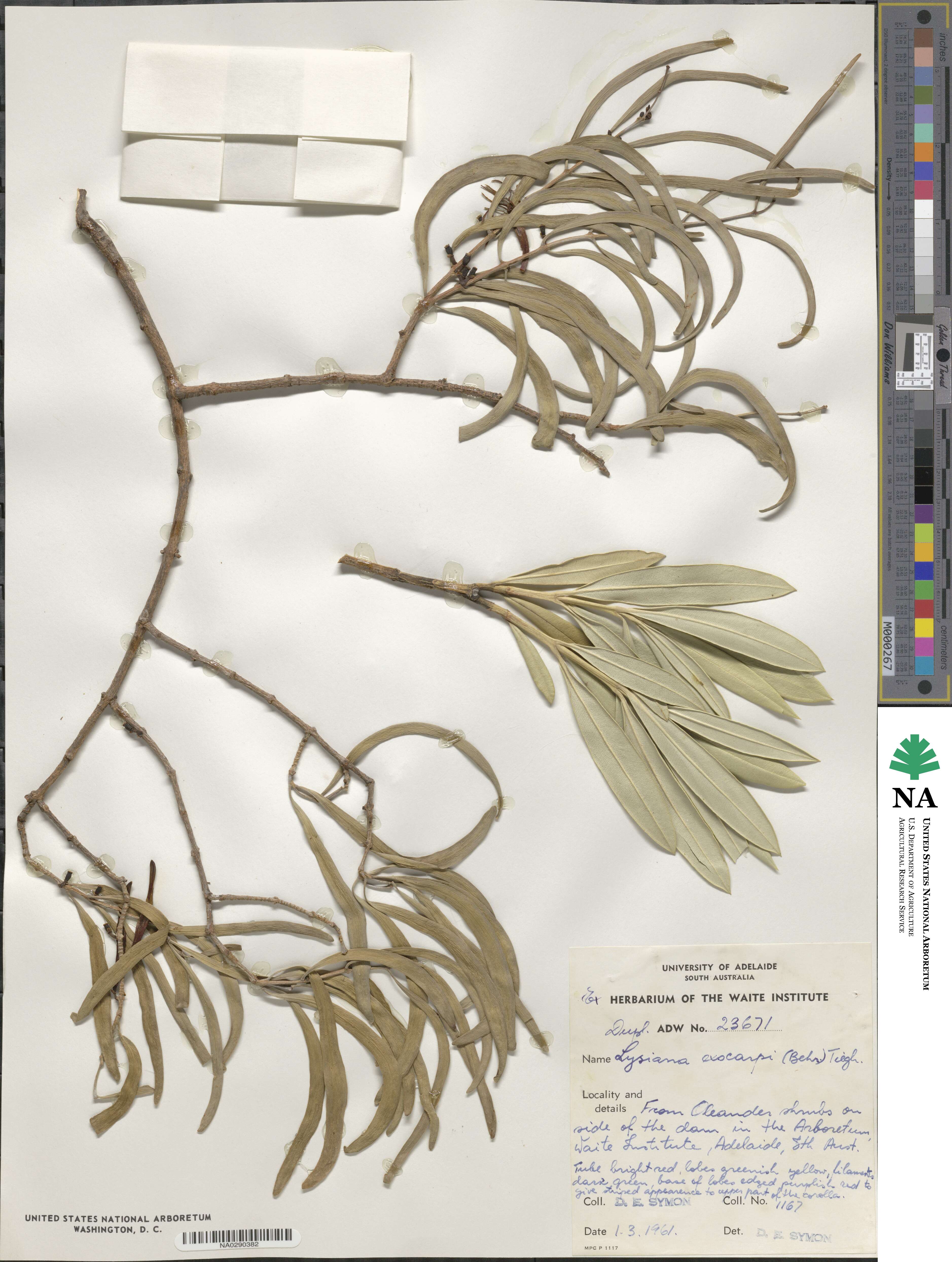 Lysiana exocarpi image