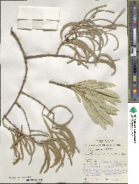 Lysiana exocarpi subsp. exocarpi image