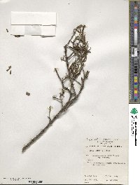 Lysiana exocarpi subsp. exocarpi image