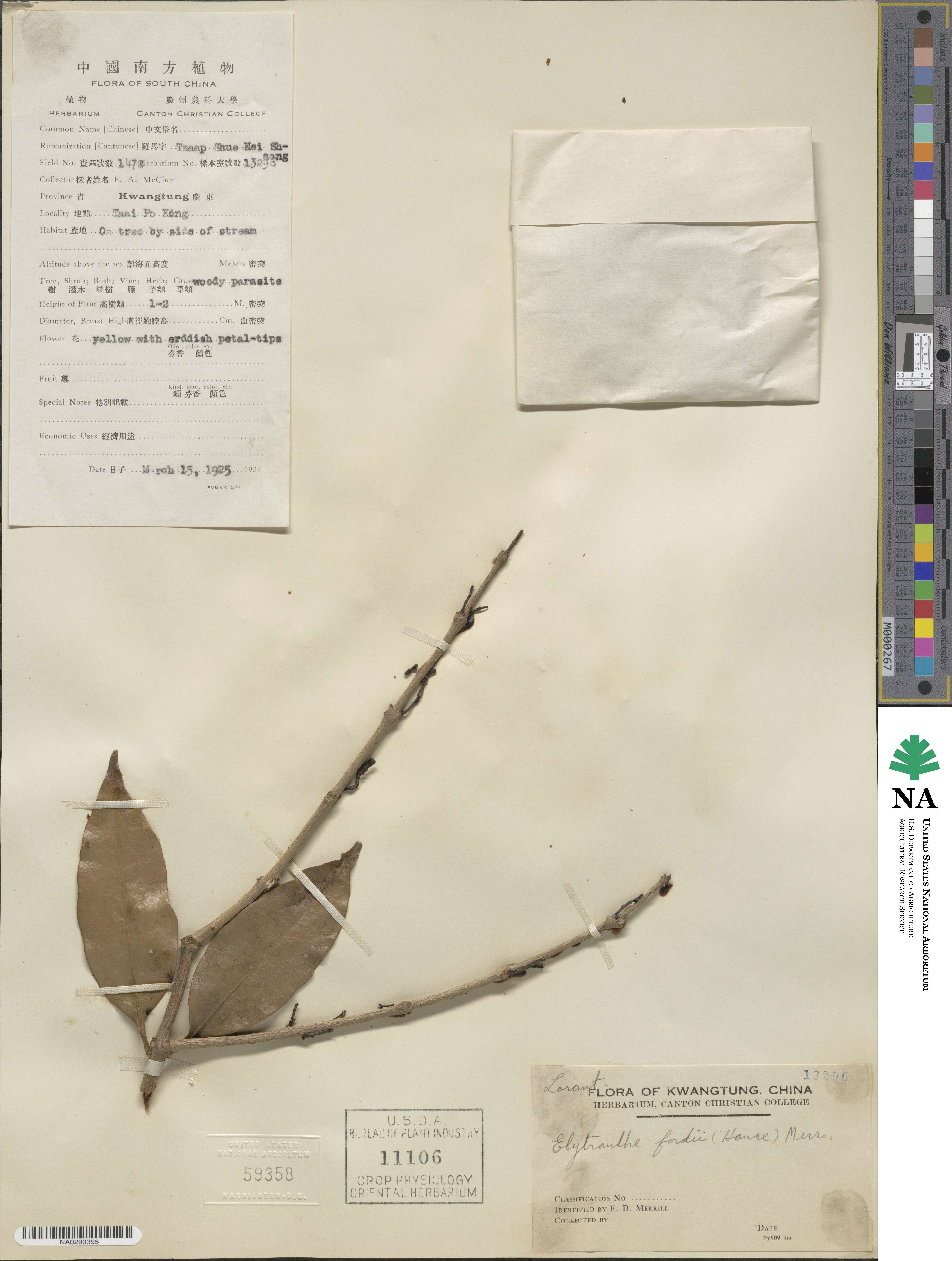 Macrosolen cochinchinensis image
