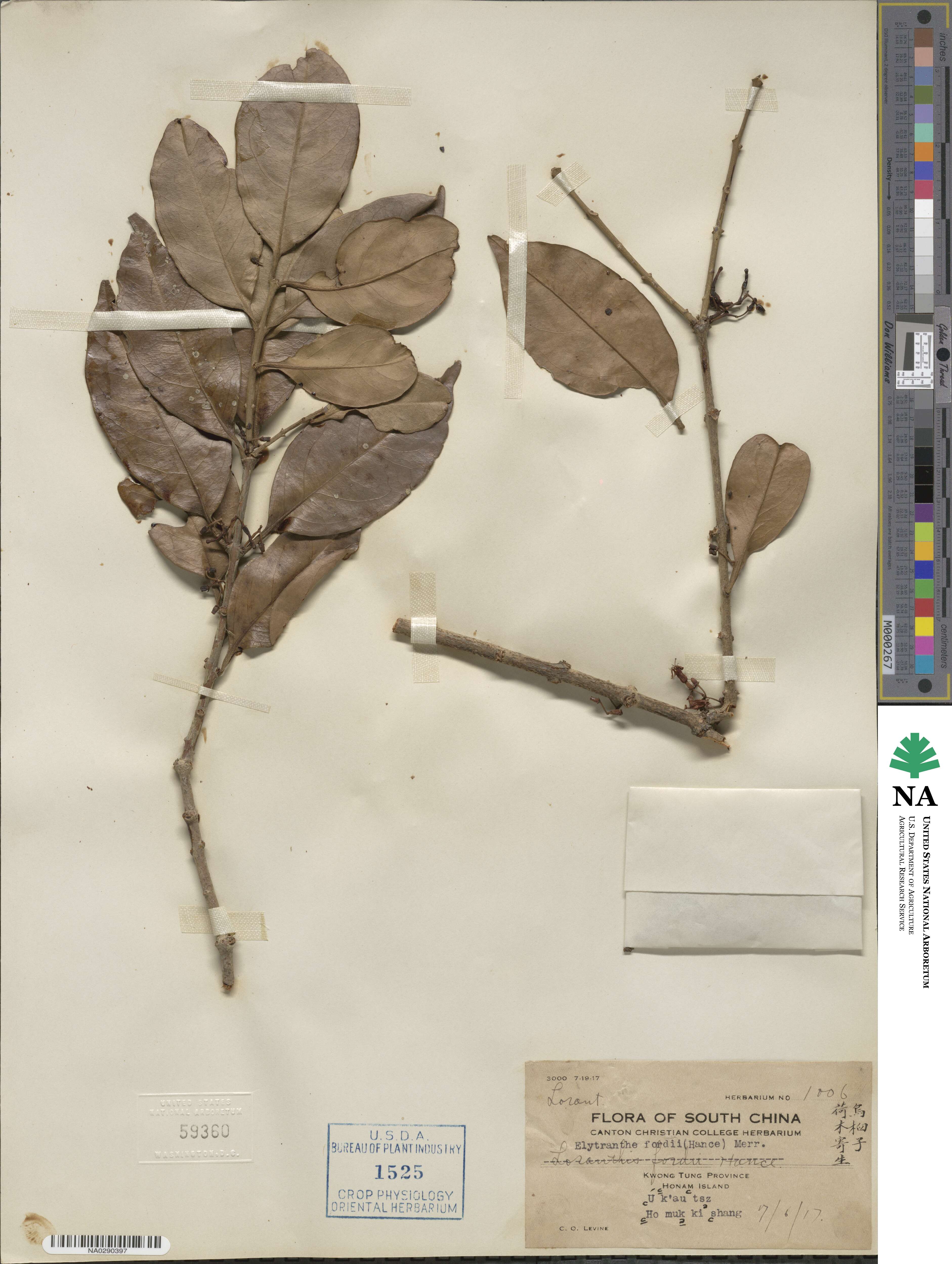 Macrosolen cochinchinensis image