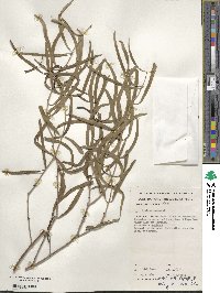 Lysiana exocarpi subsp. exocarpi image