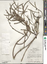 Lysiana exocarpi subsp. exocarpi image