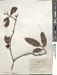 Taxillus liquidambaricola image