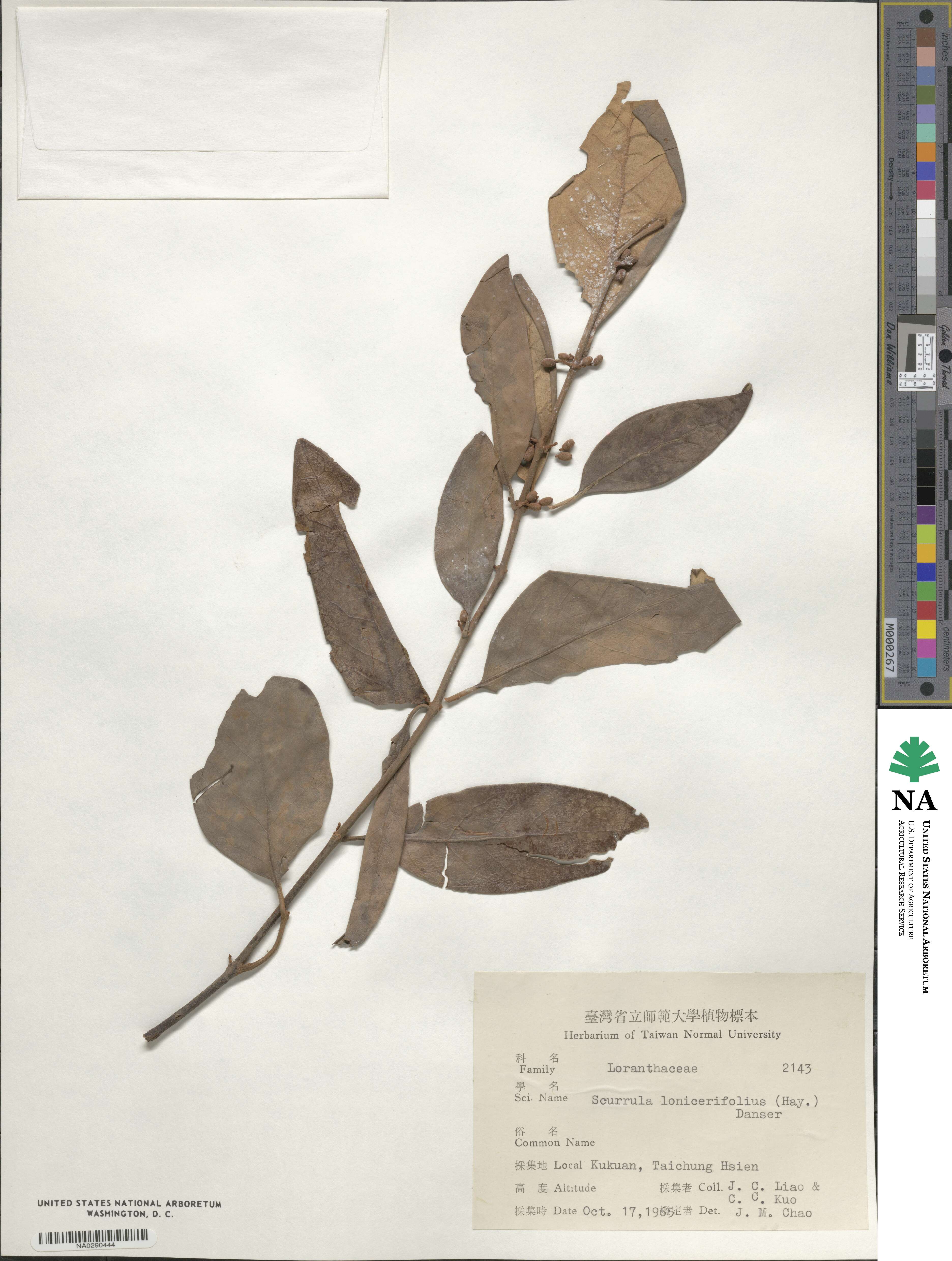 Taxillus image