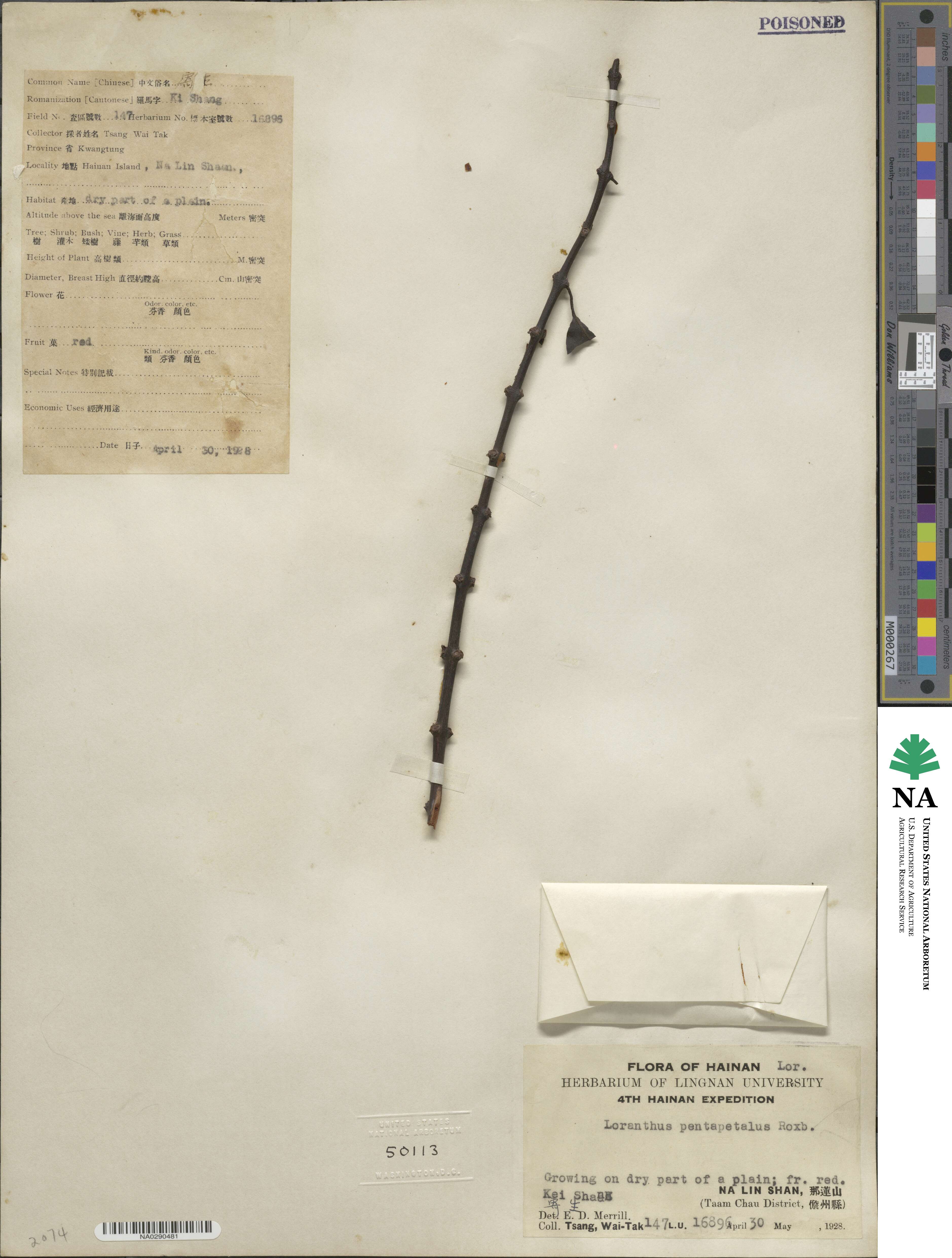 Helixanthera image