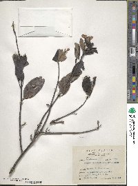 Loranthus rhododendricolus image