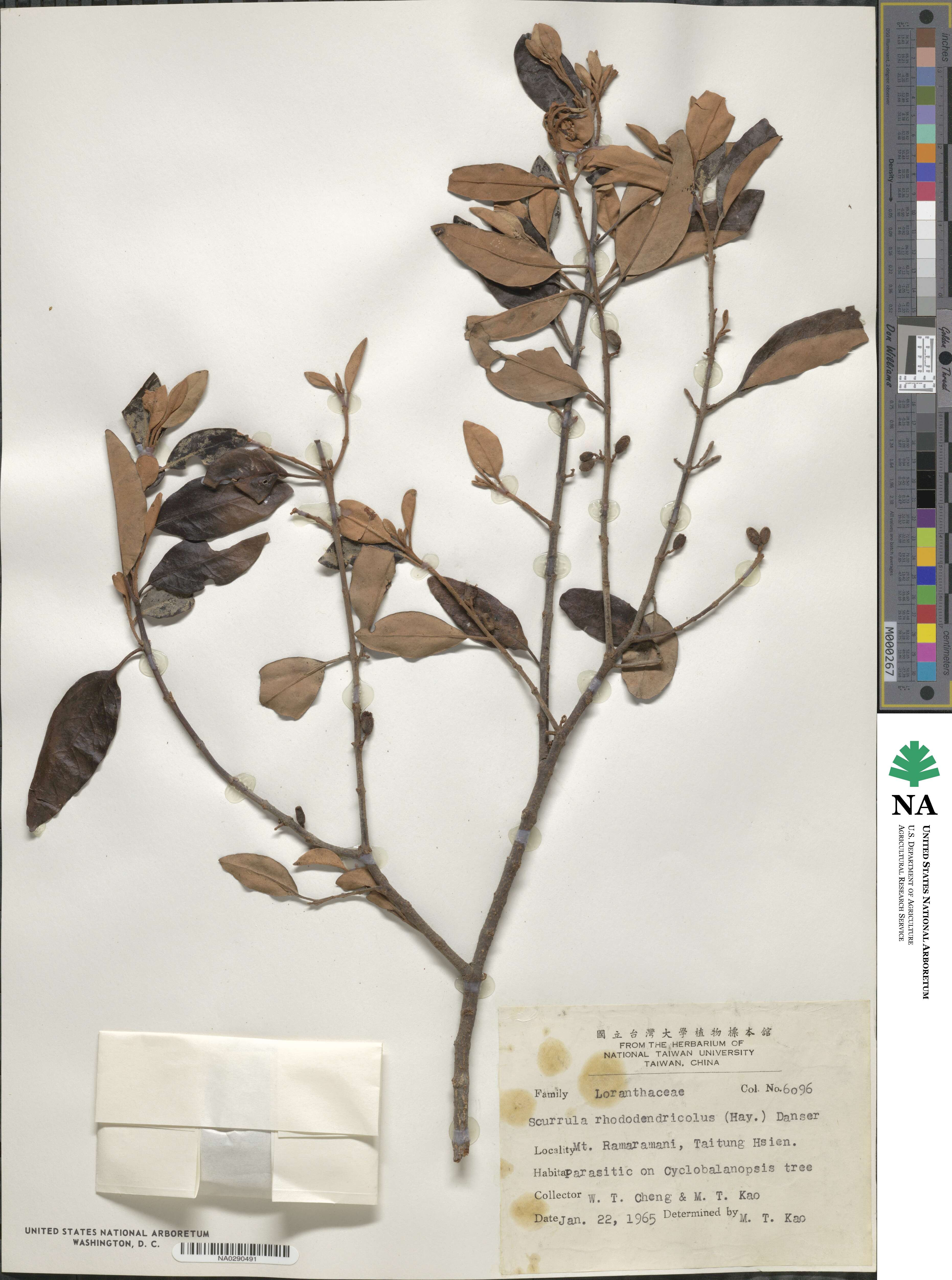 Loranthus rhododendricolus image