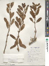 Erianthemum dregei image