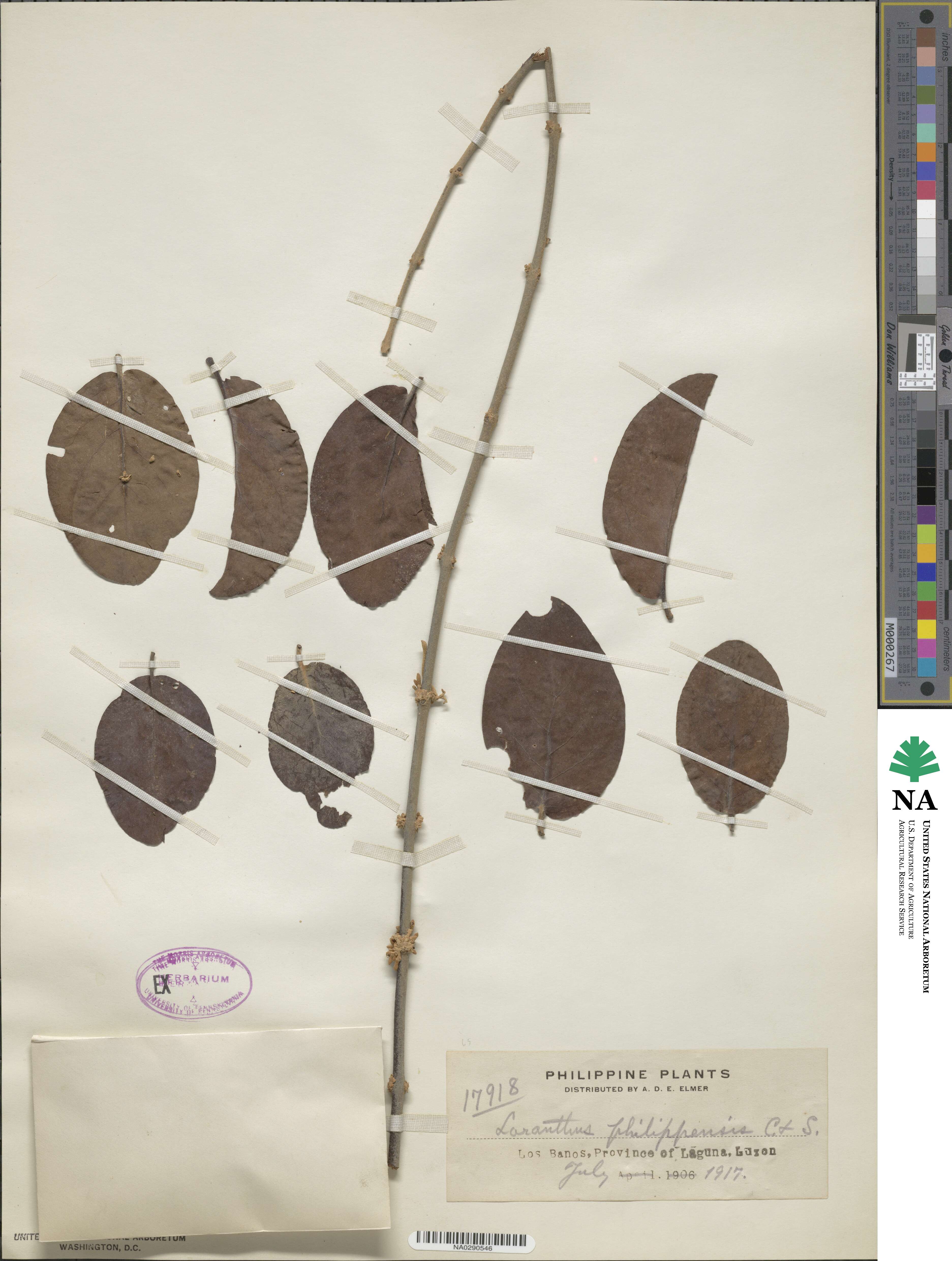 Scurrula atropurpurea image