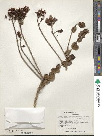 Notanthera heterophylla image