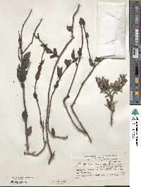 Tristerix verticillatus image