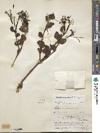 Tristerix verticillatus image