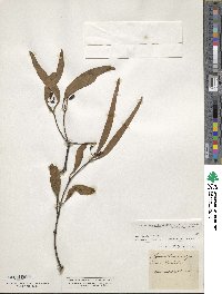 Image of Muellerina celastroides