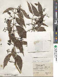 Tripodanthus acutifolius image