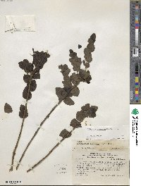 Tristerix corymbosus image