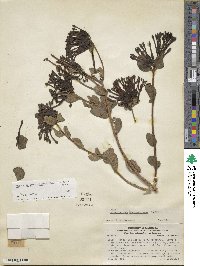 Tristerix verticillatus image