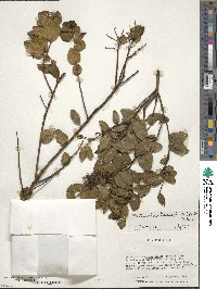 Notanthera heterophylla image