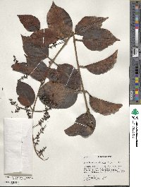 Image of Passovia stelis