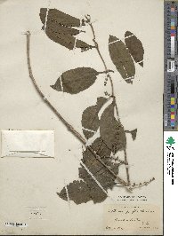 Passovia pyrifolia image