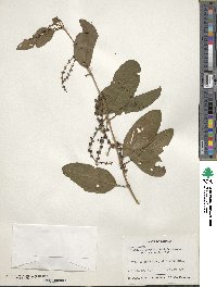 Passovia pyrifolia image