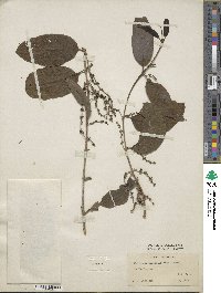 Passovia pyrifolia image