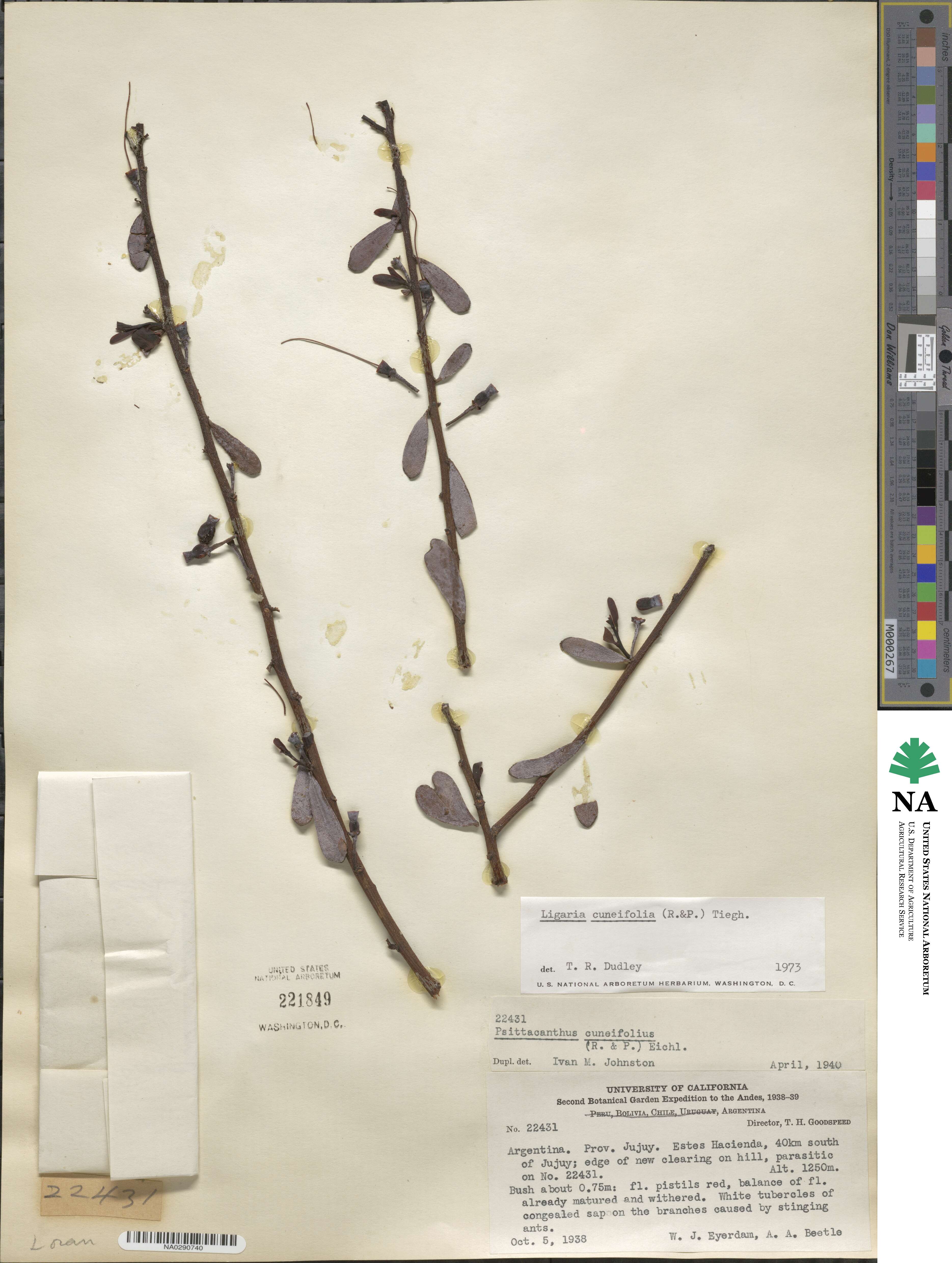 Ligaria cuneifolia image