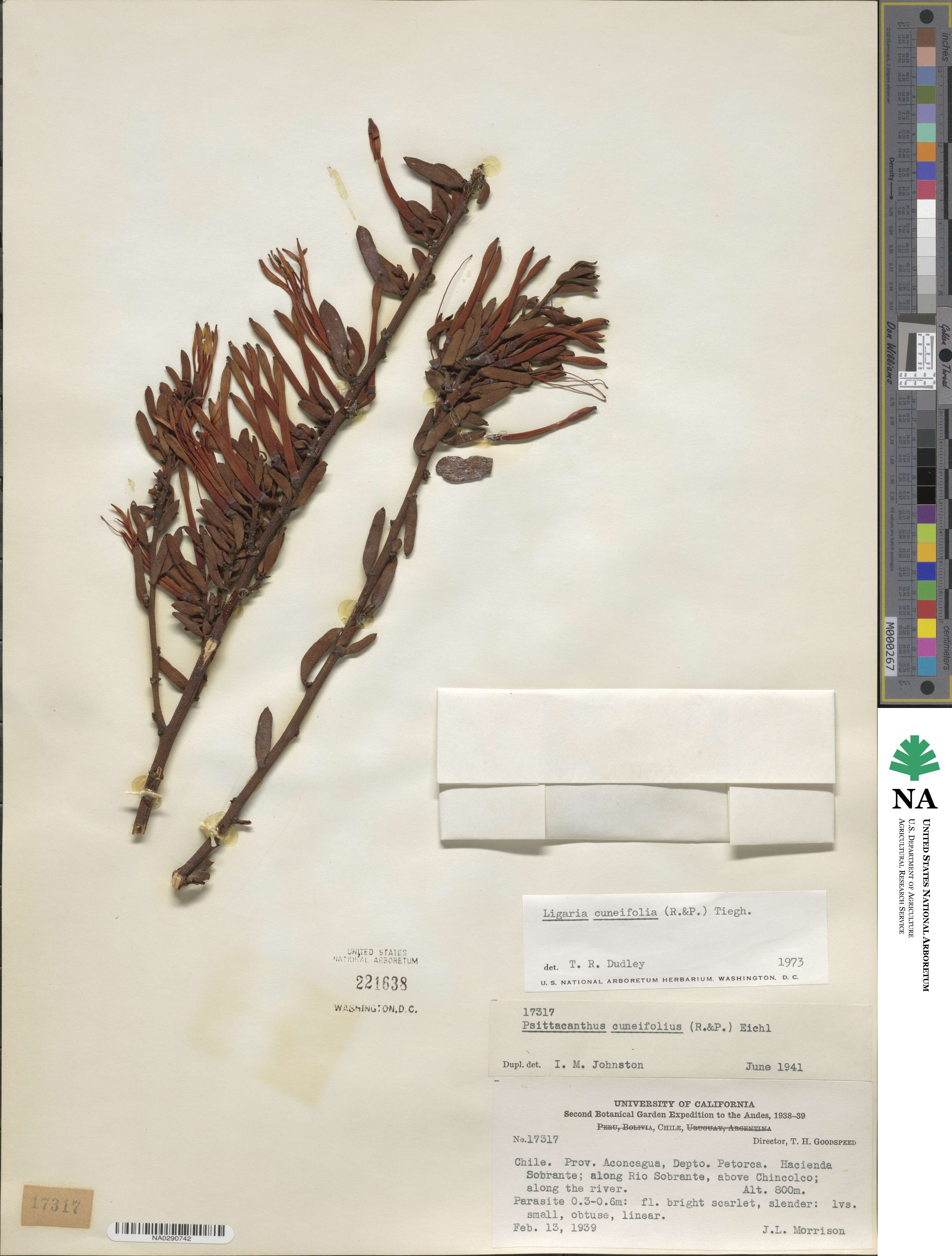Ligaria cuneifolia image