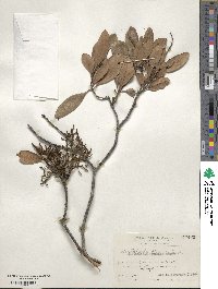 Korthalsella japonica image