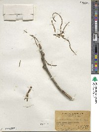 Korthalsella japonica image