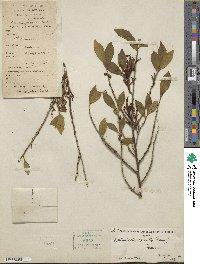 Korthalsella japonica image