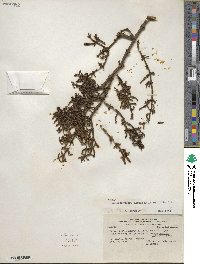 Dendrophthora mesembryanthemifolia image