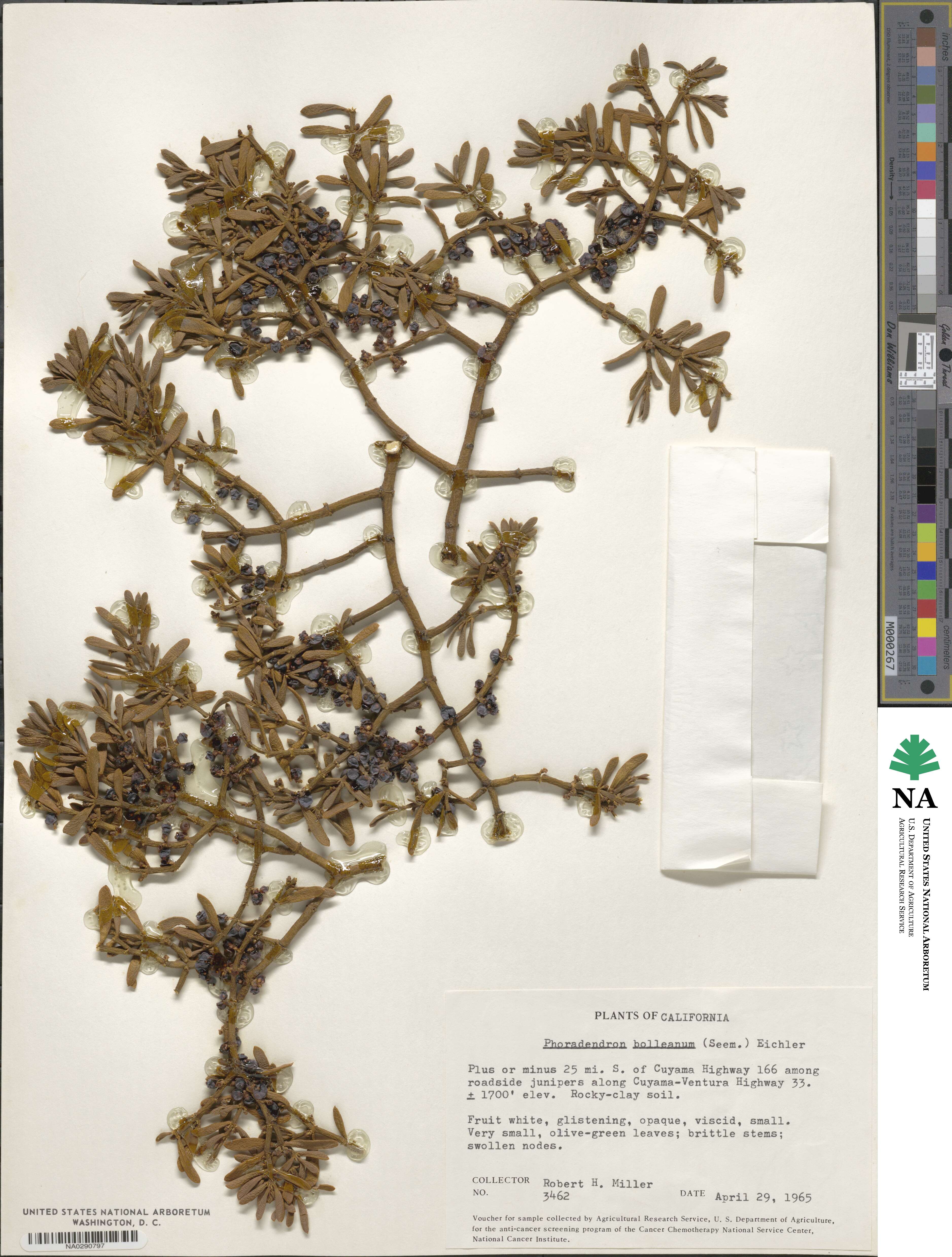 Phoradendron bolleanum image