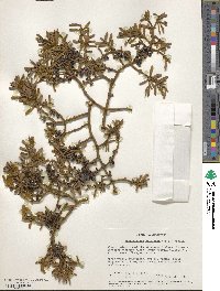 Phoradendron bolleanum image