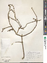 Phoradendron californicum image