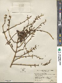 Phoradendron californicum image