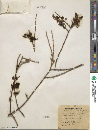 Phoradendron californicum image