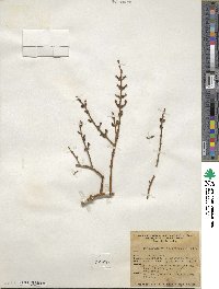 Phoradendron californicum image