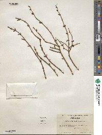 Phoradendron californicum image