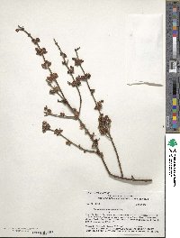 Phoradendron californicum image